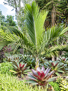 Rhopalostylis sapida