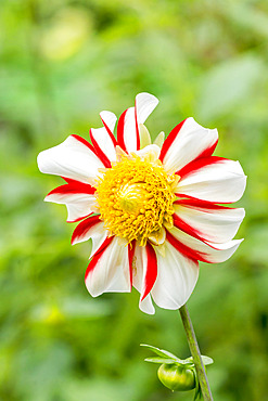 Dahlia 'Asahi Chohje' Breeder : Kyohno (JAP) 1962