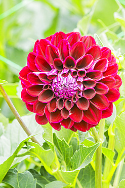 Dahlia 'Willi Jason' Breeder : Marita Liebe (GER)