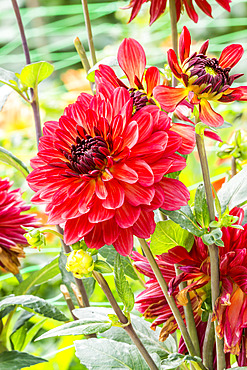 Dahlia 'Antibes' Breeder : Barbee (NDL) 2007