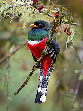 Masked Trogon (Trogon personatus), male on a branch, Ecuador