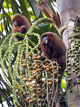 Brown Titi Monkey (Plecturocebus brunneus), feeding on palm fruit, Madre de Dios, Peru