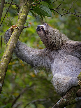 Brown-throated Three-toed Sloth (Bradypus variegatus), Panama