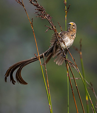 Cape Sugarbird (Promerops cafer), waving tail in territorial display, Western Cape, South Africa, July