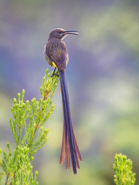 Cape Sugarbird (Promerops cafer), calling in territorial display, Western Cape, South Africa, July