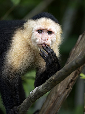 White-faced Capuchin (Cebus imitator), Lake Gatun, Panama