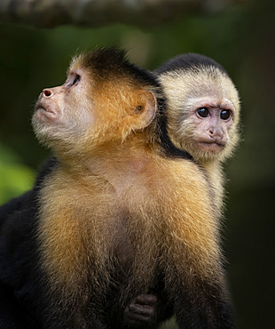 White-faced Capuchin (Cebus imitator), female with infant, Lake Gatun, Panama