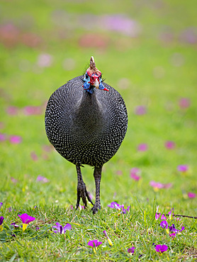 Helmeted Guineafowl (Numida meleagris), Cape Town, South Africa, July