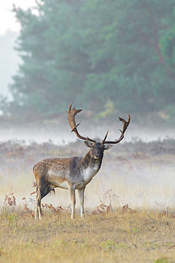 Fallow deer on misty morning, Cervus dama, Germany, Europe