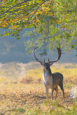 Fallow deer in autumn, Cervus dama, Germany, Europe