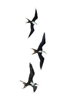 Magnificent frigatebird (Fregata magnificens) in flight, Cayo LImon, Gulf of Honduras, Belize