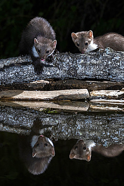 Beech marten (Martes foina) at the water's edge, Extremadura, Spain