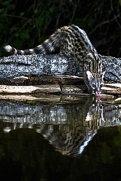 Common genet (Genetta genetta) drinking at the water's edge, Extremadura, Spain