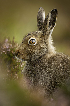 A Mountain Hare (Lepus timidus) in summer coat in the Cairngorms National Park, Scotland.