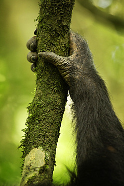 The hand of a Chimpanzee (Pan troglodytes) in Uganda.