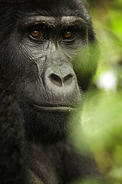 A Mountain Gorilla (Gorilla beringei beringei) looks on in Uganda.