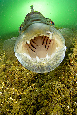 Male Zander or Pikeperch (Stizostedion lucioperca, Sander lucioperca) defending nest. Lake di Lugano or Ceresio, Ticino, Switzerland