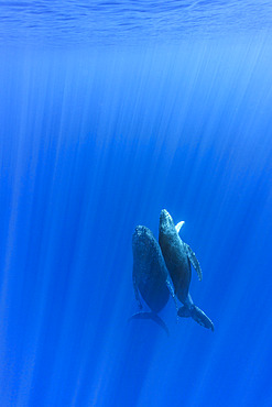 Humpback whale (Megaptera novaeangliae) mother with calf rising from the bottom, Reunion, overseas department and region of the French Republic and an Indian Ocean island in East Africa