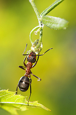 European Red Wood Ant (Formica polyctena) drinking a drop of water, Lorraine, France