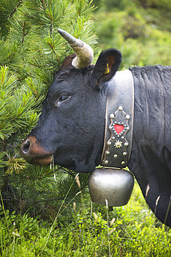 Portrait of a Herens cow, Val de Nendaz, Valais, Switzerland