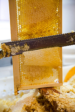 Uncapping using an uncapping knife to remove the wax layer blocking the cells, around Cluny, France