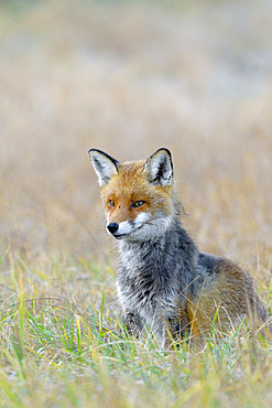 Red fox on meadow, Vulpes vulpes, Germany, Europe