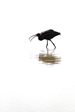 Glossy ibis (Plegadis falcinellus) in water against the light, Camargue, France