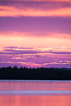 Greater Flamingo (Phoenicopterus roseus) in flight, Camargue, France