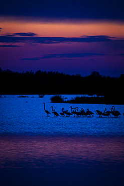 Greater Flamingo (Phoenicopterus roseus) on water, Camargue, France