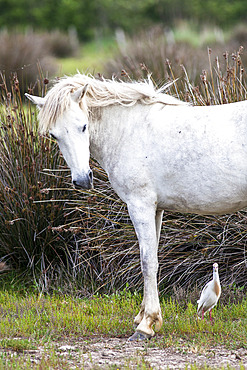 Cattle egret (Bubulcus ibis) and Camargue breed horse, Camargue, France