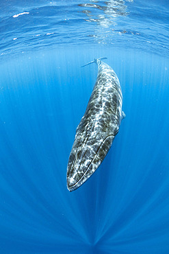 Bryde's whale (Balaenoptera edeni) is a baleen whale, more specifically a rorqual belonging to the same group as blue whales and humpback whales. Trincomalee, Eastern Province, Sri Lanka, Bay of Bengal, Indian Ocean