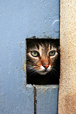 Cat behind a catflap