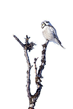 Northern hawk-owl on a branch, Surnia ulula. Tanabru, Norway