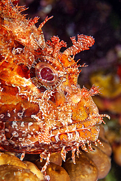 Portrait of Great rockfish, Scorpaena scrofa, Ponza island, Italy, Tyrrhenian Sea, Mediterranean