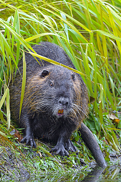 Coypu, Myocastor coypus, Germany, Europe