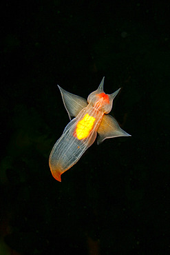 Sea Angel (Clione limacina), Arctic circle Dive Center, White Sea, Karelia, northern Russia