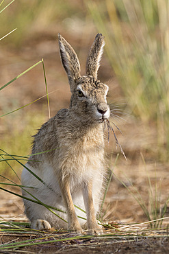 Tolai Hare (Lepus tolai) eating grasses in an oasis in the Galba Gobi Desert, Ulgii Hiit, Mongolia