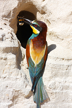 European Bee-eater (Merops apiaster) adult bringing a bumblebee to the nest , May, South France