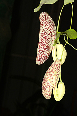 Elegant dutchman's pipe (Aristolochia elegans) on black background, New Caledonia