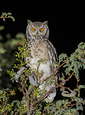 Spotted Eagle-owl (Bubo africanus), Sesriem, Namibia