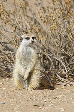 Meerkat (Suricata suricatta), Gariganus farm, Namibia