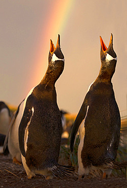 Gentto penguin (Pygoscelis papua) calling at rainbow after a storm, Sea Lion island, Falkland, January 2018