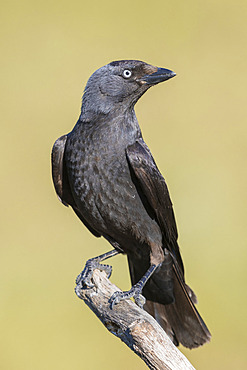 Western Jackdaw (Coloeus monedula spermologus), adult perched on a branch, Basilicata, Italy