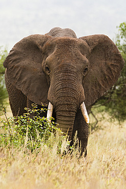 African elephant (Loxodonta africana), Tsavo, Kenya.