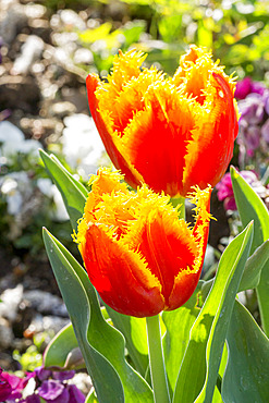 Tulipa perroquet 'Davenport'