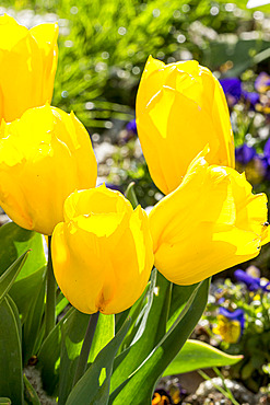 Tulipa Triomphe 'Yokohama'