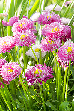 Bellis perennis Habanera Mix