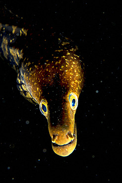 Tiger moray (Enchelycore anatina). Fish of the Canary Islands.