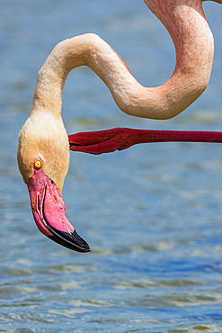 Great flamingo (Phoenicopterus roseus ) scratching, Pont-de-Gau, Camargue, France