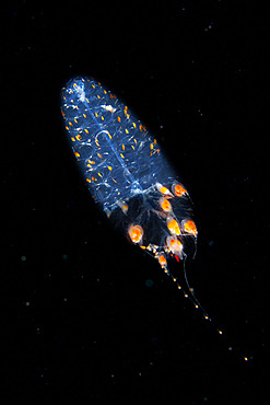 Zooplankton. Pelagic micro organism that is part of plankton (unidentified species). It lives dragged by the marine currents and it is common to observe it in spring. Marine invertebrates of the Canary Islands.